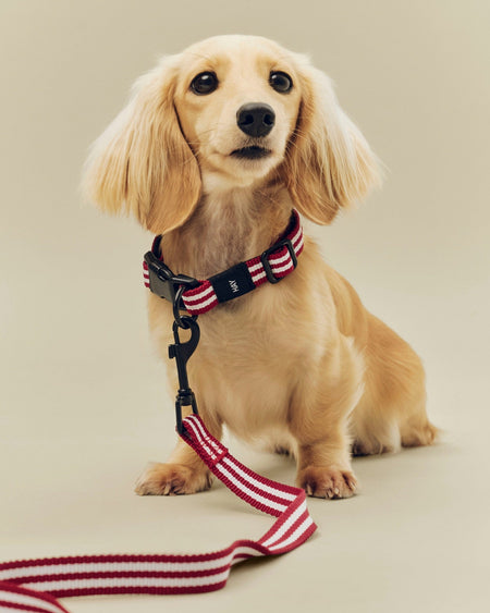 HAY – Dogs