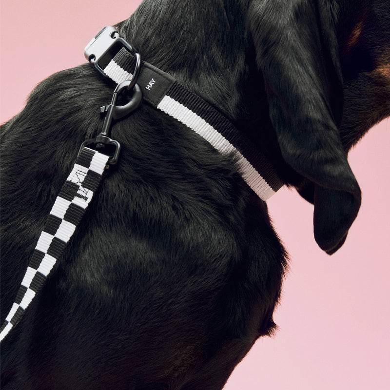 HAY - Dogs Hundeleine