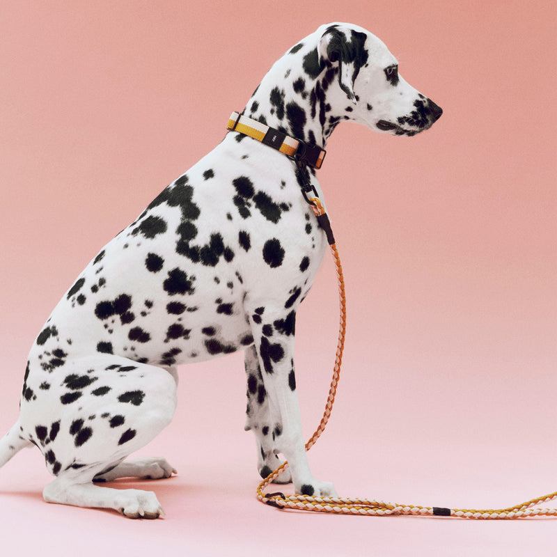 HAY - Dogs Hundeleine