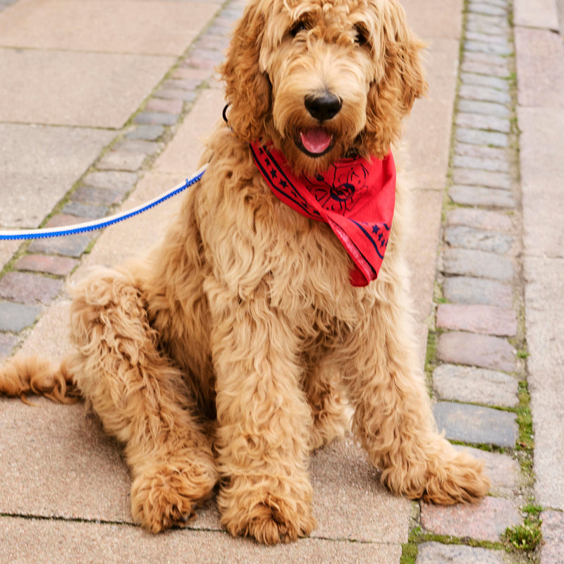 HAY - Dogs Hundetuch