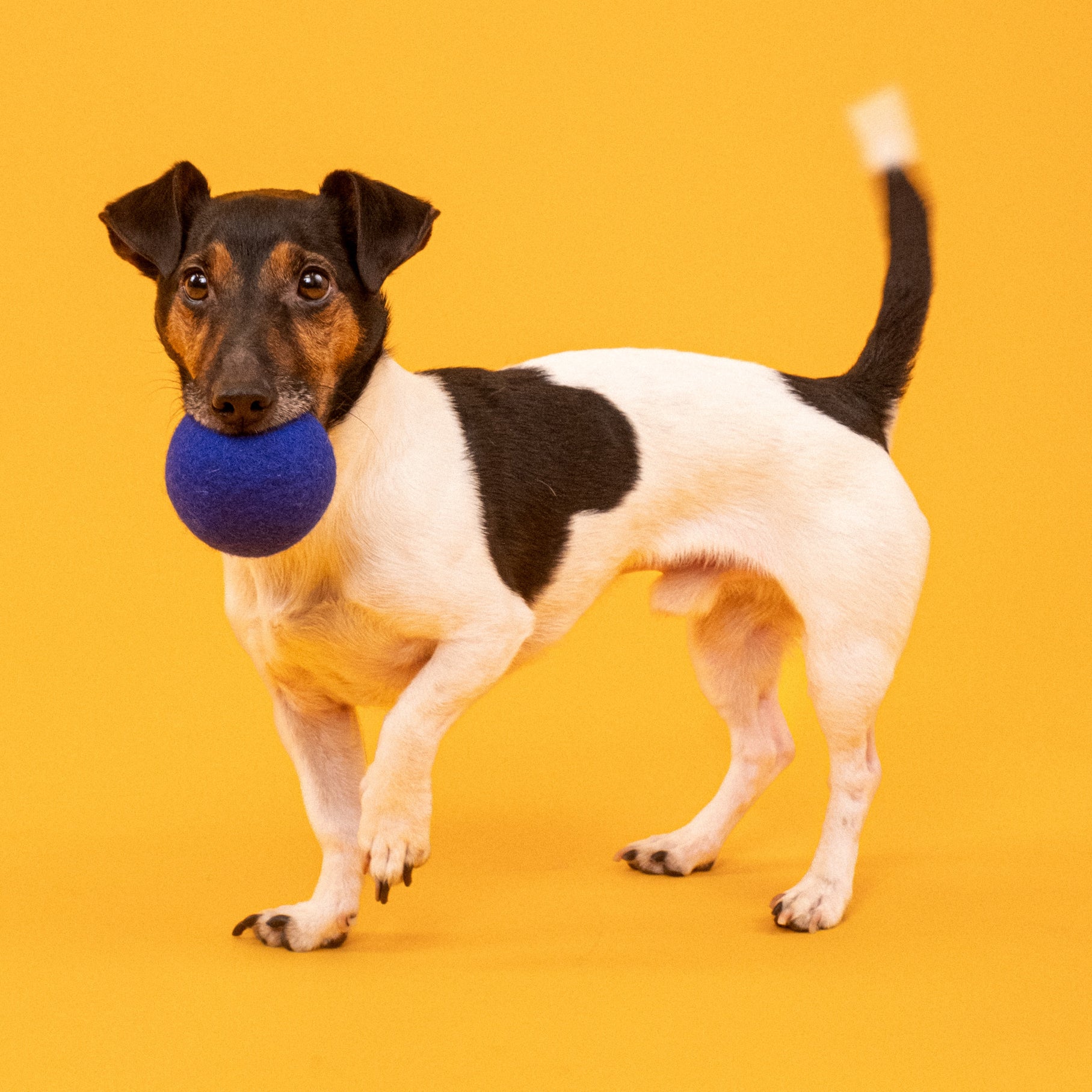 myfelt - Fine &amp; Isa Hundespielzeug